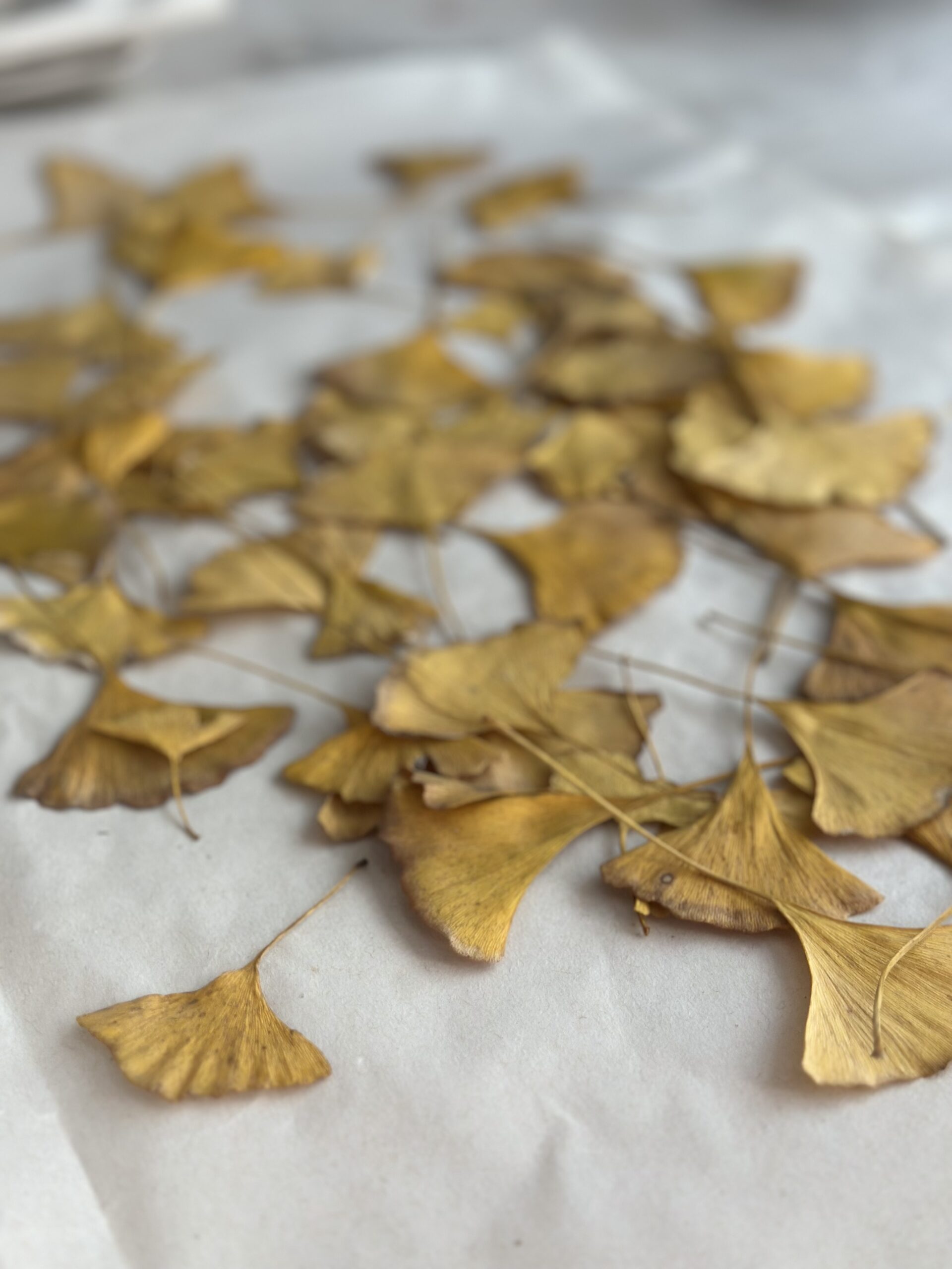 Curso de Estampado Textil- CONTORNO BOTANICO- Clases grabadas online - Imagen 3